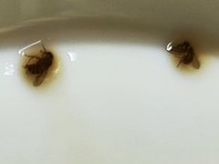 -贝林大翅鲸简餐厅(国家海洋博物馆店)