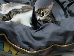 -爱侣宠医·鹦鹉专科·小型哺乳类·异宠专科(灵石路店)