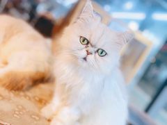 -more than meow吴止猫主题餐厅(承德 中船汇店)