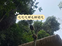 -野象谷景区