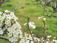 -树山生态村