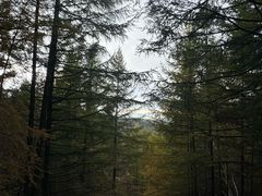 -苏木山森林公园