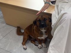 -瑞鹏宠物医院·超声·骨科·奇麟分院(蜀都万达店)