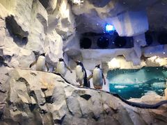 -华夏文旅海洋公园