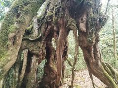 -云南屏边大围山国家公园