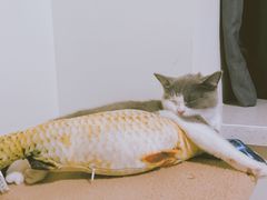 -Bastet sally猫舍购宠(静安店)