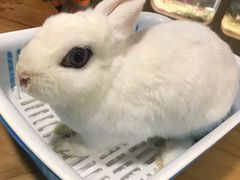 -藦茜花园宠物主题亲子互动体验馆(国顺东路店)