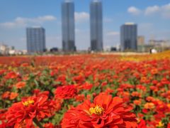 -映月湖中央公园