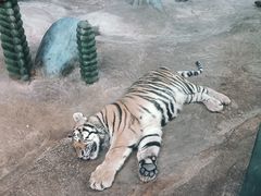 -齐齐哈尔龙沙动植物园