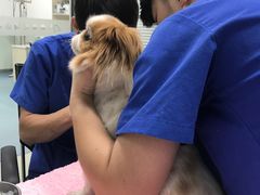 -美美宠物诊疗中心·异宠·骨科(滨江东信分院)