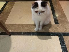 -猫色咖啡·猫咖