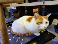 -平行世界·猫咖(首经贸店)
