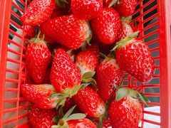 -恒绿农产品草莓采摘园