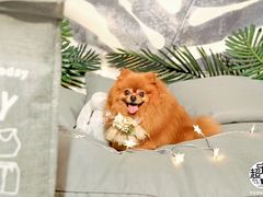 -超宠爱宠物摄影-Super pet