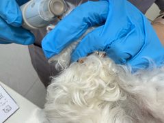 -达爱动物医院·犬猫分区·CT·复杂眼科(远洋山水分院)