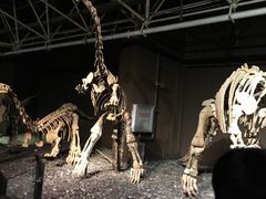 -世界恐龙谷景区