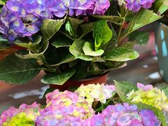 -花鸟鱼虫鲜花绿植市场(玉泉路店)