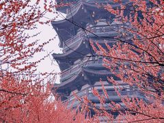 -洋湖国家湿地公园