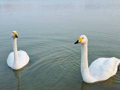 -盐城丹顶鹤湿地生态旅游区