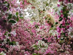 -深圳国际园林花卉博览园