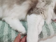 -MOCHA明星猫咖(田子坊店)