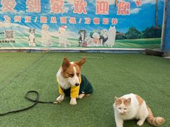 -宠物寄养训练学校