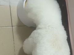 -FAELING PETS美天灵宠物(富力广场店)