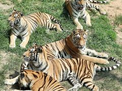 -西霞口神雕山野生动物世界