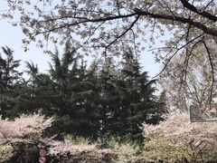 -武汉大学-樱园