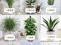 -丁老爷子苏香圆