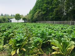 -前小桔亲子创意农场·草莓采摘·露营烧烤