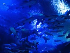 -成都浩海立方海洋公园