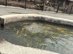 -可心烤鱼