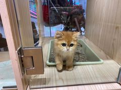-屋虎猫馆(宝安大仟里店)