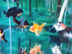 -中环花鸟鱼虫市场