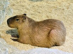 -海合安武汉极地海洋公园