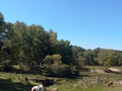 -塞罕坝国家级自然保护区