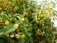 -东山风景区(洞庭东山)