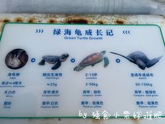 -广东惠东海龟国家级自然保护区