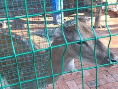 -大鹅岛绿色生态美食园
