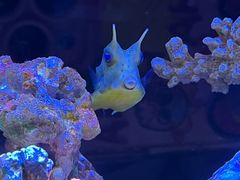 -上海海洋水族馆