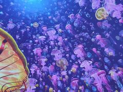 -海合安青岛极地海洋公园