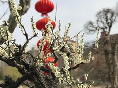 -莘庄梅园