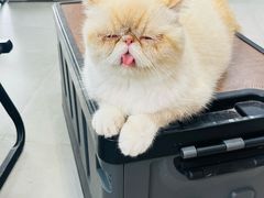 -Heymao猫咖.咖啡厅(东门店)