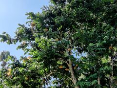 -中国科学院西双版纳热带植物园