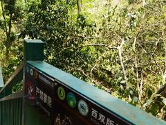 -西双版纳原始森林公园