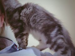 -Bastet sally猫舍购宠(静安店)