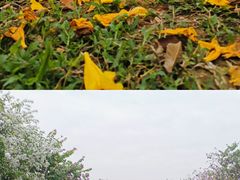 -海珠湖公园