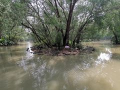 -大湾区中央湿地公园