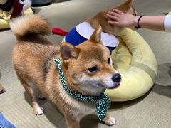 -逗柴咖啡屋·狗咖猫咖宠物桌游